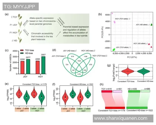 深圳羽毛球队技术表现分析：数据揭示的训练与比赛优势探讨