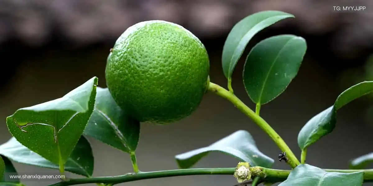 💻【直播平台】实时弹幕互动，你不是一个人在观赛！